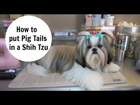 download lagu mp3 mp4 Dog Hairstyles, download lagu Dog Hairstyles gratis, unduh video klip Dog Hairstyles