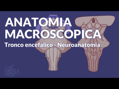 TRONCO ENCEFALICO - Anatomia macroscopica - Neuroanatomia