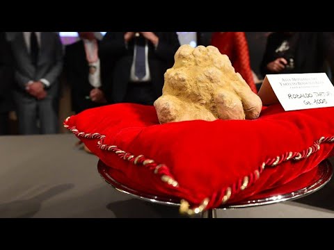 Ein Kilo Trüffel für 120.000 Euro versteigert