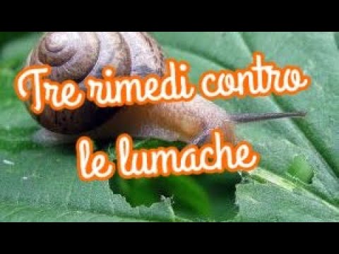 Helminths e le loro prevenzioni Lyambliya in una cavità addominale