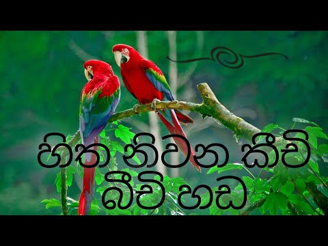 හිත නිවන කුරුලු නාද