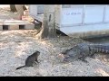 Pet Cat Saves Boy from Two Vicious GATORS -Cat ...