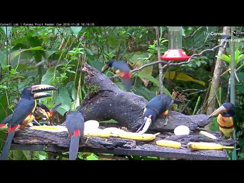 Collared Aracaris Congregate At The Panama Fruit Feeders – Nov. 28, 2018