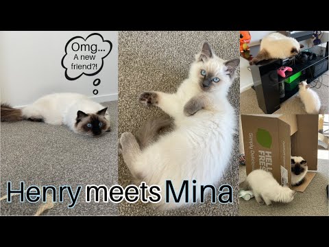 Introducing our New Ragdoll Kitten To Our Ragdoll Cat!