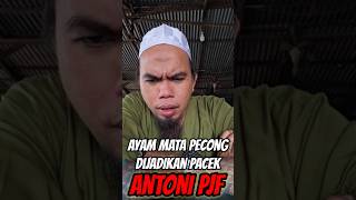Download lagu Pertanyaan ayam mata pecong #antonipjf #antoniputramartadipura #ayamaduanindonesia #fypシ゚ mp3 Download lagu Pertanyaan ayam mata pecong #antonipjf #antoniputramartadipura #ayamaduanindonesia #fypシ゚ mp3