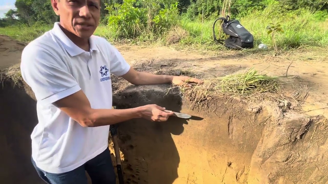🌱🌱🌱LATOSSOLO AMARELO E SUAS CARACTERÍSTICAS 💛💛💛