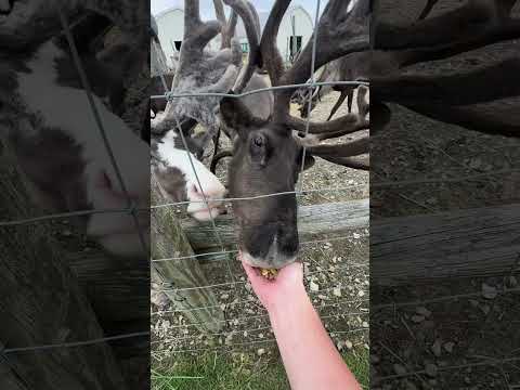 Los renos se reúnen en la granja Horonobe Tonakai / Renos en la granja Horonobe tonakai