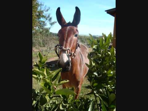 download lagu mp3 mp4 Saco De Estopa, download lagu Saco De Estopa gratis, unduh video klip Saco De Estopa