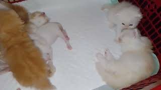 Download lagu hy gauyyyyyysssss😂😂😂sgla mcm rupaa😂 mp3