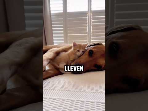 How to make a dog and cat get along? #dogs #pets