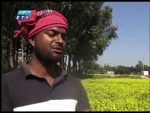 জামালপুরে সরিষার ফলন ভালো হয়েছে | ETV News