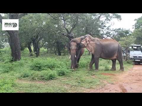 Dinuka safari book now +94741003585 yala National Park www.dinukasafari.com