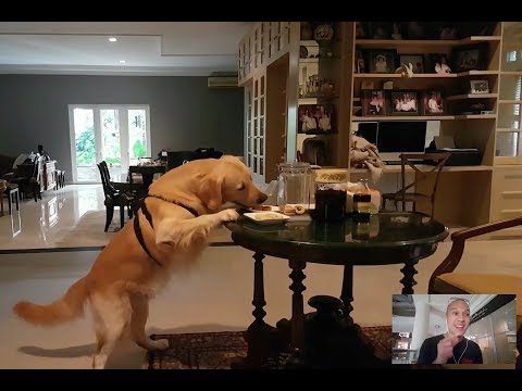 DOG STEALS FOOD WHEN LEFT HOME ALONE! | SNOWEE THE GOLDEN
