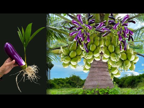 , title : 'Unique Technique for grafting eggplant in Coconut fruits Using with Aloe Vera & IZE Cola'