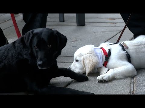 Luxury hotel in Boston welcomes dogs on restaurant's patio