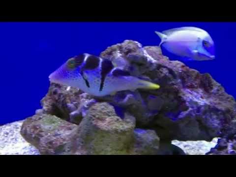 Aqua Tropica - Sattel Spitzkopfkugelfisch