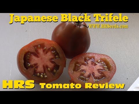 , title : 'Japanese Black Trifele Tomato | Solanum lycopersicum | Tomato Review'
