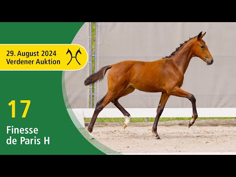 Verden Auction Online - Foals - August, 29th - No. 17 Finesse de Paris H by Floriscount - Metall