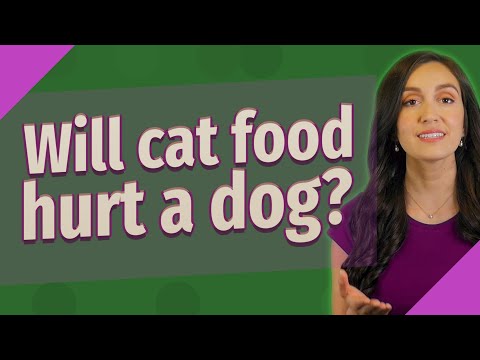 Will cat food hurt a dog?