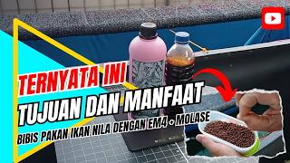 Download lagu Ternyata Bibis Pakan Ikan Nila Menggunakan EM4 Perikanan dan Molase Bisa Meningkatkan Protein Pakan mp3