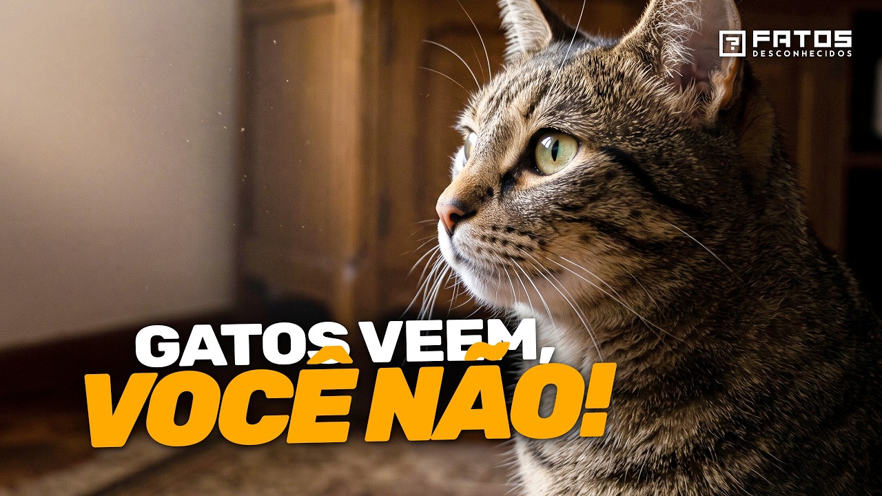 Coisas estranhas que apenas gatos podem ver, sentir e escutar...