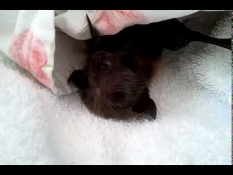 Adorable Baby Bat Rilibee