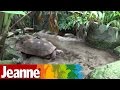 Jeanne Raadt Het Gewicht Van De Schildpadden