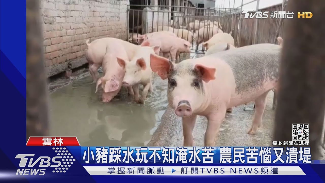 小豬踩水玩不知淹水苦 農民苦惱又潰堤
