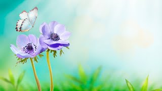 עזות וענווה | תוכנית בשידור חי! לימוד בספרי רבי נתן מברסלב זיע"א