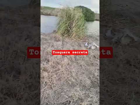 tosquera secreta en gral Lavalle #fishing #carpfishing