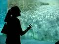 Sylvan Learning Commercial Aquarium