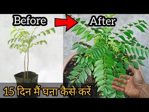 download lagu mp3 mp4 Curry Plant Not Growing, download lagu Curry Plant Not Growing gratis, unduh video klip Curry Plant Not Growing