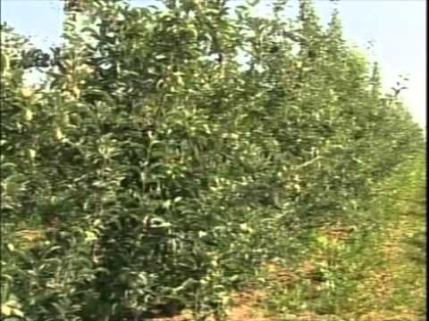 Saveti kako da pozdano suzbijete  smotavca i jos ...