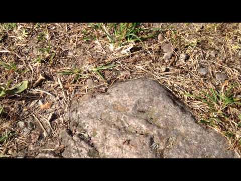 "Väljarflykten till Sverigedemokraterna"