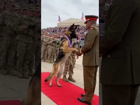Award Winning Special forces K9 in the world 🫡🐕‍🦺