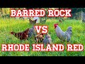 Barred Plymouth Rock Vs Rhode Island Red WATCH THIS Before Choosing
