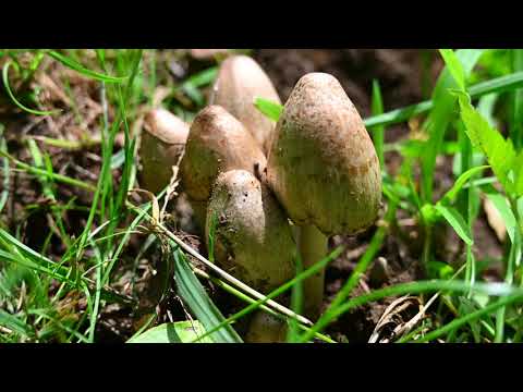 Biodiversitate in plimbare Muntii Metaliferi