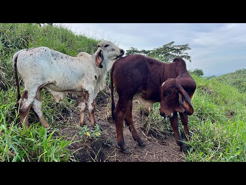 🐄😱Look how the calves are in the pasture, how cute the flirt is 😍😱