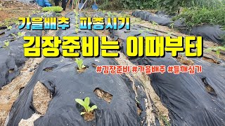 가을배추 / 배추파종 / 텃밭 정리 /잎들깨 파종 /