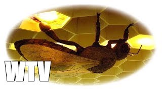 What you need to know about BEES, the SECRETS to their SUPERFOOD and ANTI-GRAVITY