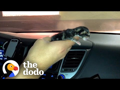 Tiny Shivering Kitten Gets Huge And Floofy | The Dodo Little But Fierce