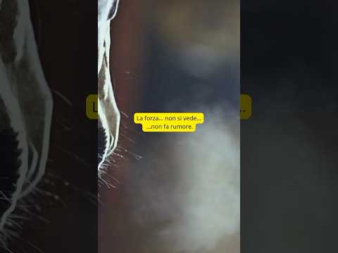 La vera forza non fa rumore #equitazione #horse #saltoostacoli #equestrian #mentalcoach #showjumping