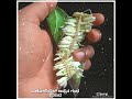 PANOLIBAIL DA APPENA PUNYA GANDHA GANDHA PRSADA