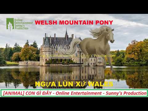 , title : 'ANIMAL | CON GÌ ĐÂY- NGỰA LÙN XỨ WALES - WELSH MOUNTAIN PONY Online Entertainment Sunny's Production'