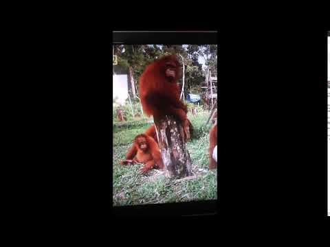 Nazistowska Małpa! - Wpadka w TV #4 (25.11.18) ŚMIESZNE