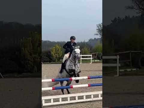 Thunder jumping round 1m SJ #connemarapony #showjumping