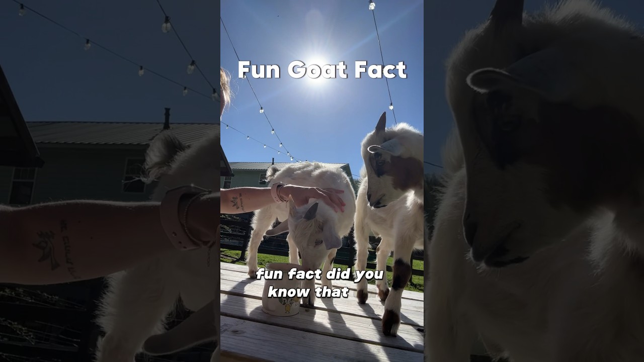 Don’t pet a goat by its horns! #raisinggoats #babygoats #hobbyfarm