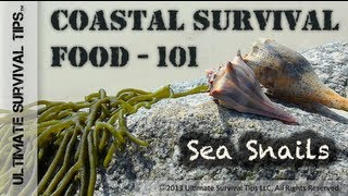 Cool Survival Food 101 - Learn to Harvest, Eat and Like Slimy Sea Snails - AKA - Knobbed Whelks