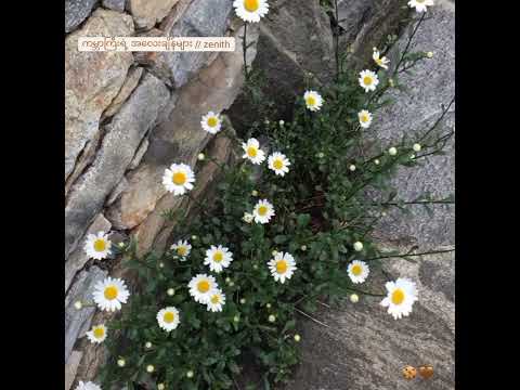 ကမ္ဘာကြီးရဲ့ အလေးချိန်များ // zenith ( cover by Naksh )