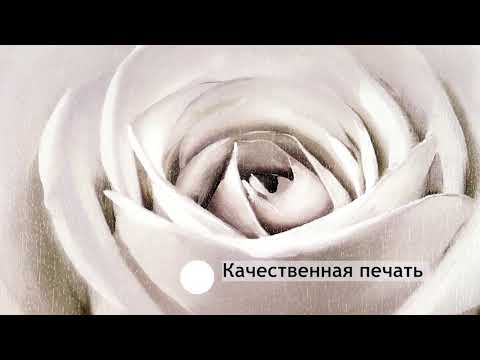 Миниатюра изображения товара Картина Декарт Нежная белая роза 8Л1742 (в раме)